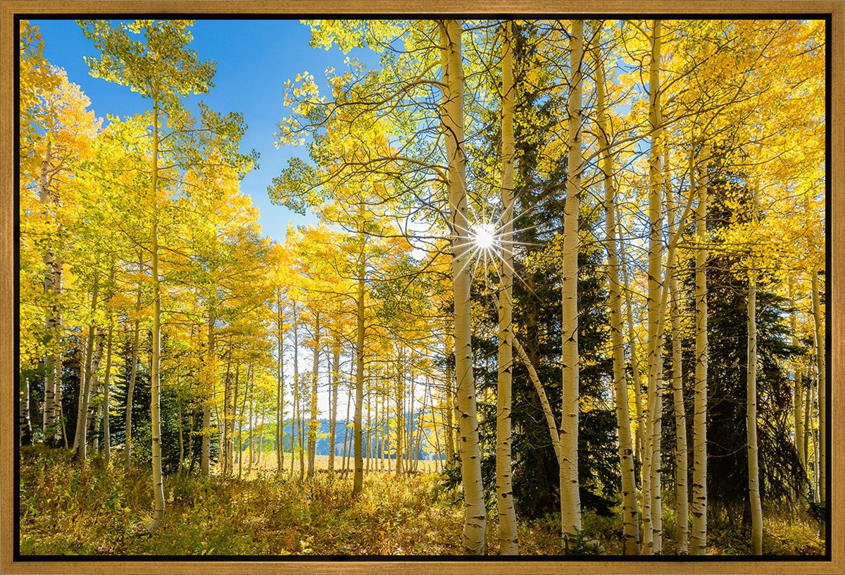 Autumn in the Rocky Mountains, Wasatch National Forest, Utah
