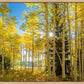 Autumn in the Rocky Mountains, Wasatch National Forest, Utah