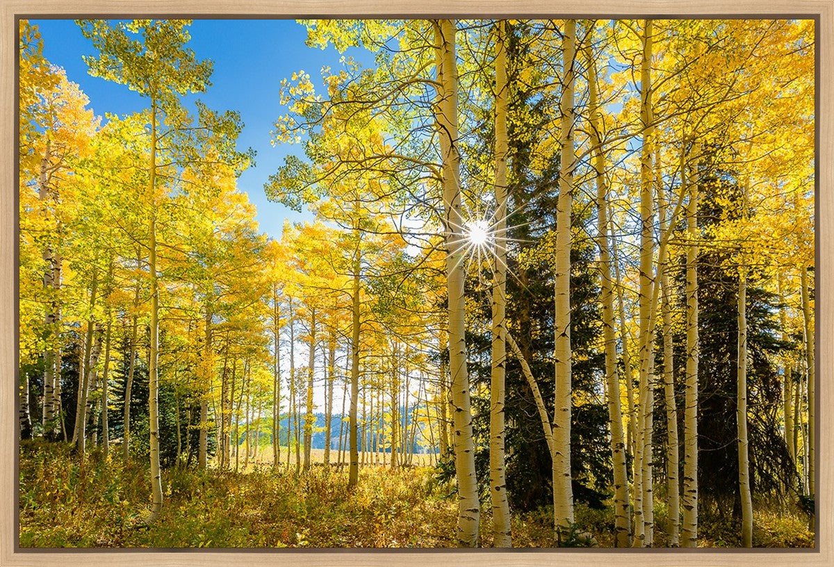 Autumn in the Rocky Mountains, Wasatch National Forest, Utah