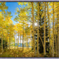 Autumn in the Rocky Mountains, Wasatch National Forest, Utah