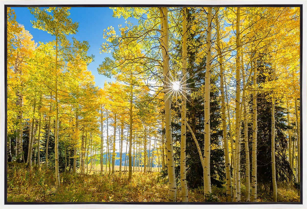 Autumn in the Rocky Mountains, Wasatch National Forest, Utah