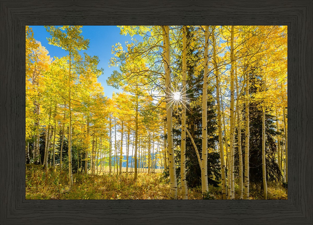 Autumn in the Rocky Mountains, Wasatch National Forest, Utah
