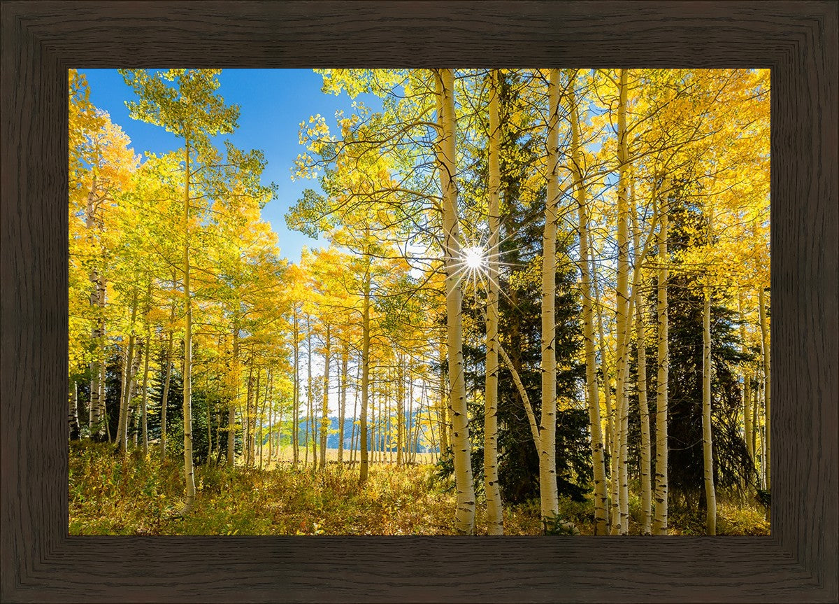 Autumn in the Rocky Mountains, Wasatch National Forest, Utah