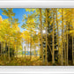 Autumn in the Rocky Mountains, Wasatch National Forest, Utah