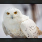 Snowy Owl, Haines, Alaska