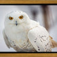 Snowy Owl, Haines, Alaska