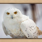 Snowy Owl, Haines, Alaska