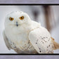Snowy Owl, Haines, Alaska