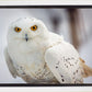 Snowy Owl, Haines, Alaska