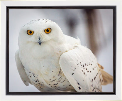 Snowy Owl, Haines, Alaska