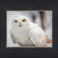 Snowy Owl, Haines, Alaska