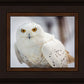 Snowy Owl, Haines, Alaska