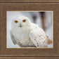 Snowy Owl, Haines, Alaska