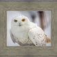 Snowy Owl, Haines, Alaska