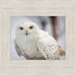 Snowy Owl, Haines, Alaska