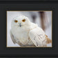 Snowy Owl, Haines, Alaska