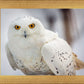 Snowy Owl, Haines, Alaska