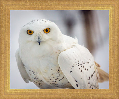 Snowy Owl, Haines, Alaska
