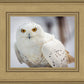 Snowy Owl, Haines, Alaska