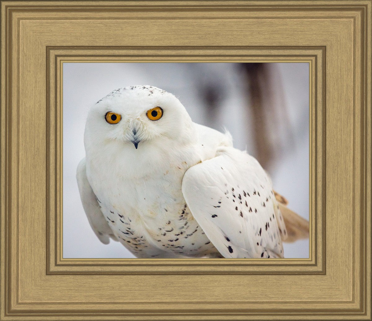 Snowy Owl, Haines, Alaska