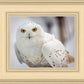 Snowy Owl, Haines, Alaska