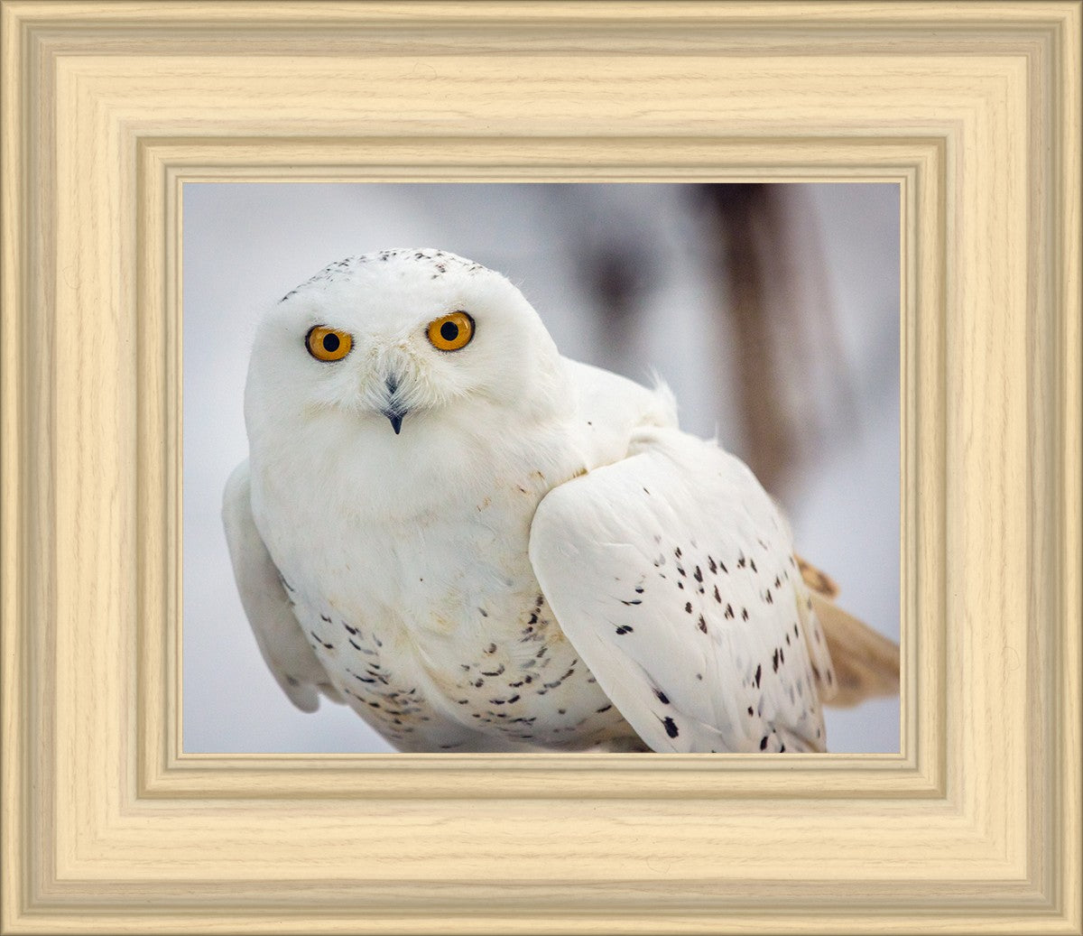 Snowy Owl, Haines, Alaska