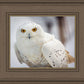 Snowy Owl, Haines, Alaska