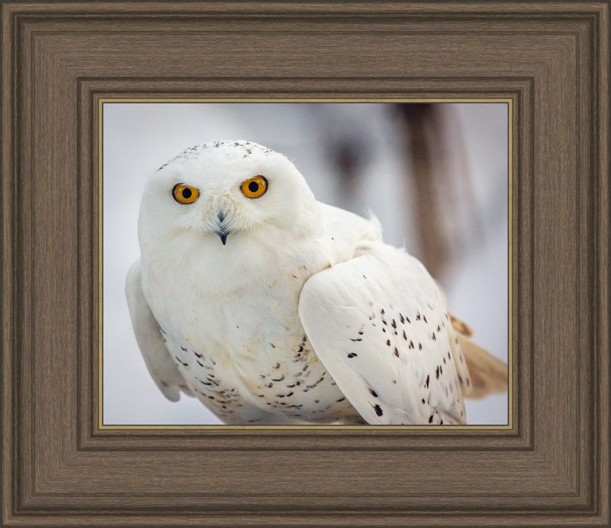 Snowy Owl, Haines, Alaska