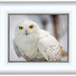 Snowy Owl, Haines, Alaska