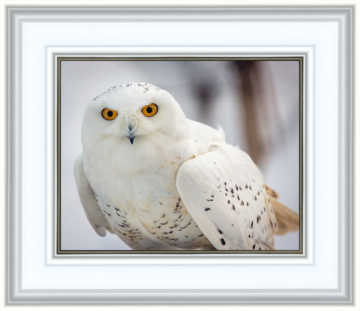 Snowy Owl, Haines, Alaska