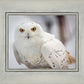 Snowy Owl, Haines, Alaska