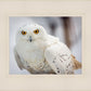 Snowy Owl, Haines, Alaska