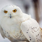 Snowy Owl, Haines, Alaska