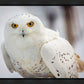 Snowy Owl, Haines, Alaska