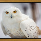 Snowy Owl, Haines, Alaska