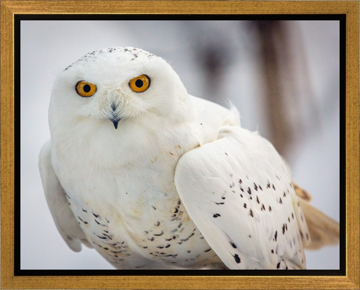 Snowy Owl, Haines, Alaska