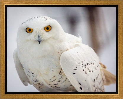 Snowy Owl, Haines, Alaska