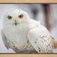 Snowy Owl, Haines, Alaska