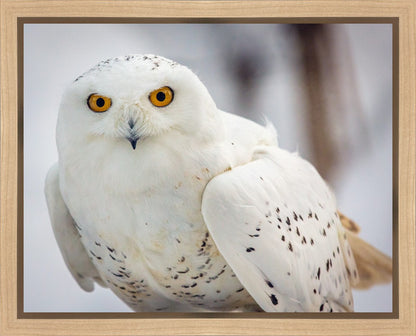 Snowy Owl, Haines, Alaska