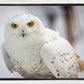 Snowy Owl, Haines, Alaska