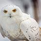 Snowy Owl, Haines, Alaska