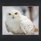 Snowy Owl, Haines, Alaska