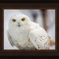 Snowy Owl, Haines, Alaska