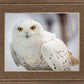 Snowy Owl, Haines, Alaska