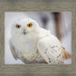 Snowy Owl, Haines, Alaska