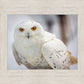 Snowy Owl, Haines, Alaska