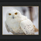 Snowy Owl, Haines, Alaska