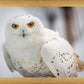 Snowy Owl, Haines, Alaska