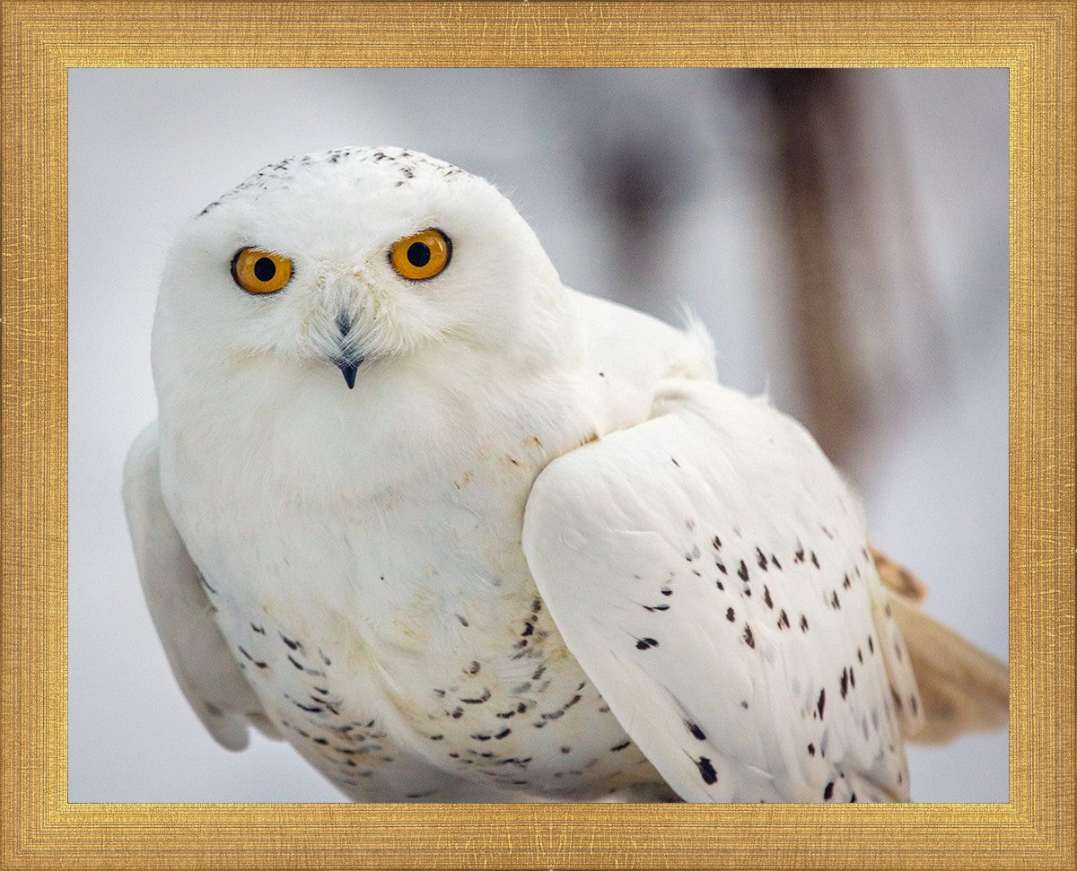 Snowy Owl, Haines, Alaska