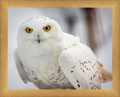 Snowy Owl, Haines, Alaska